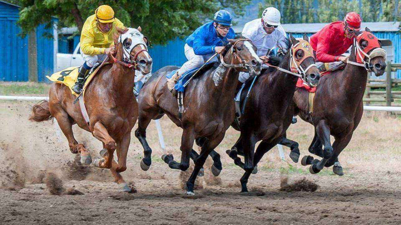 No 'turfe' de equinos, Quarto de Milha está na frente no Brasil