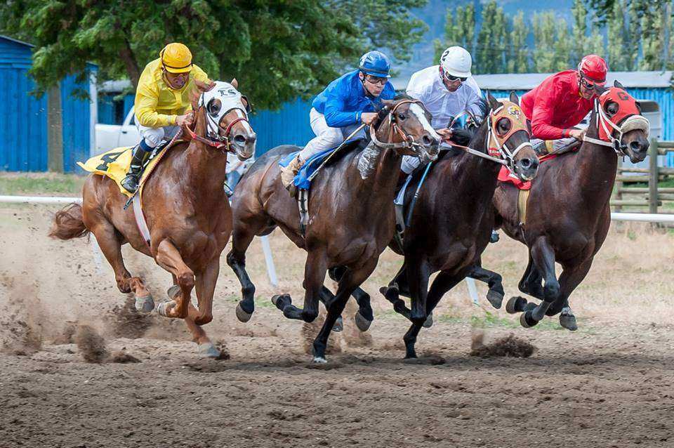 300 cavalos de corrida acabam no matadouro em 22 dias - Vegazeta