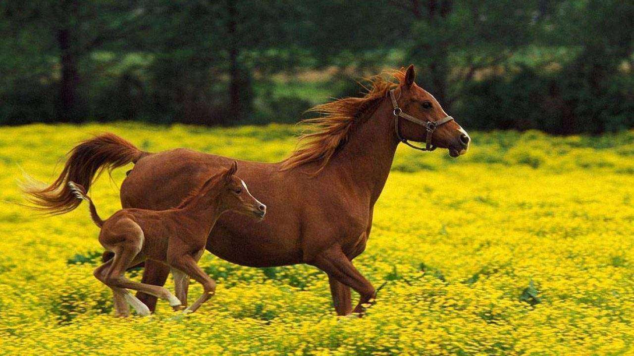 Curiosos e Engraçados: Cavalos Sorrindo