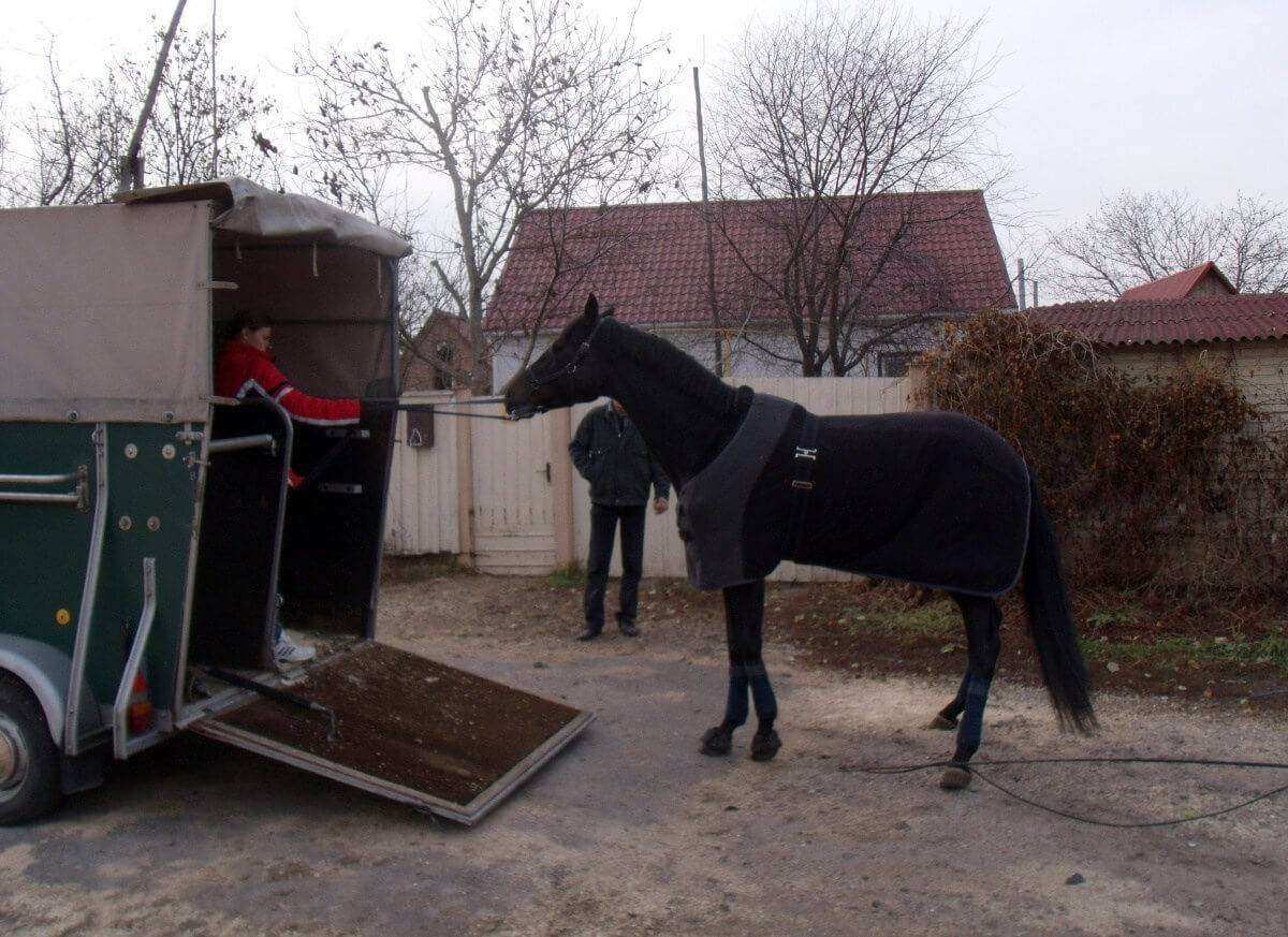 Saiba como são transportados os cavalos para os Jogos
