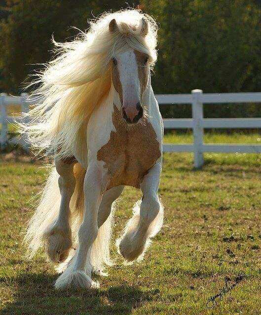 Pelagem pintada é um dos diferenciais dos cavalos appaloosa, Nosso Campo