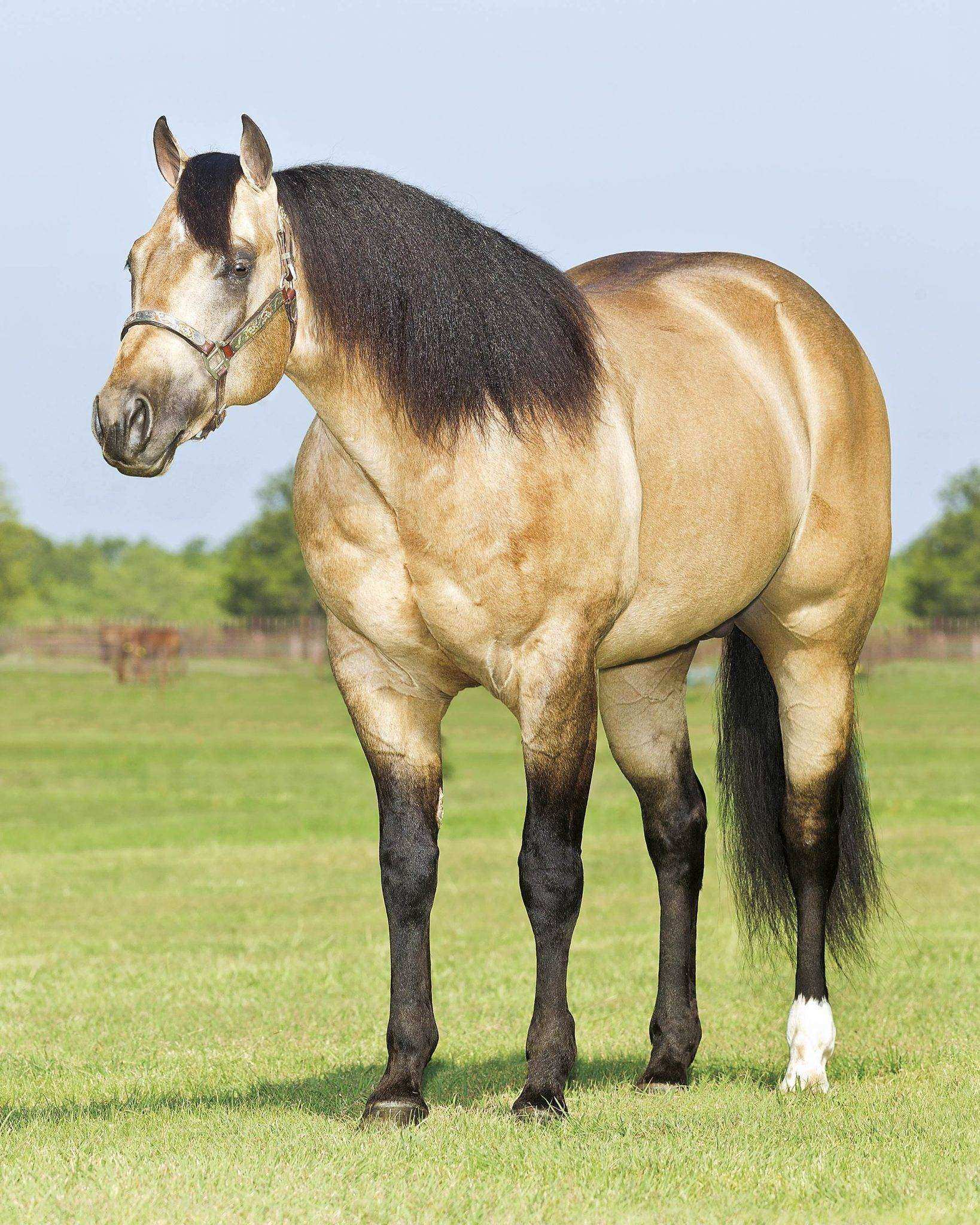 Quarter horse, Raças e tipos de cavalos