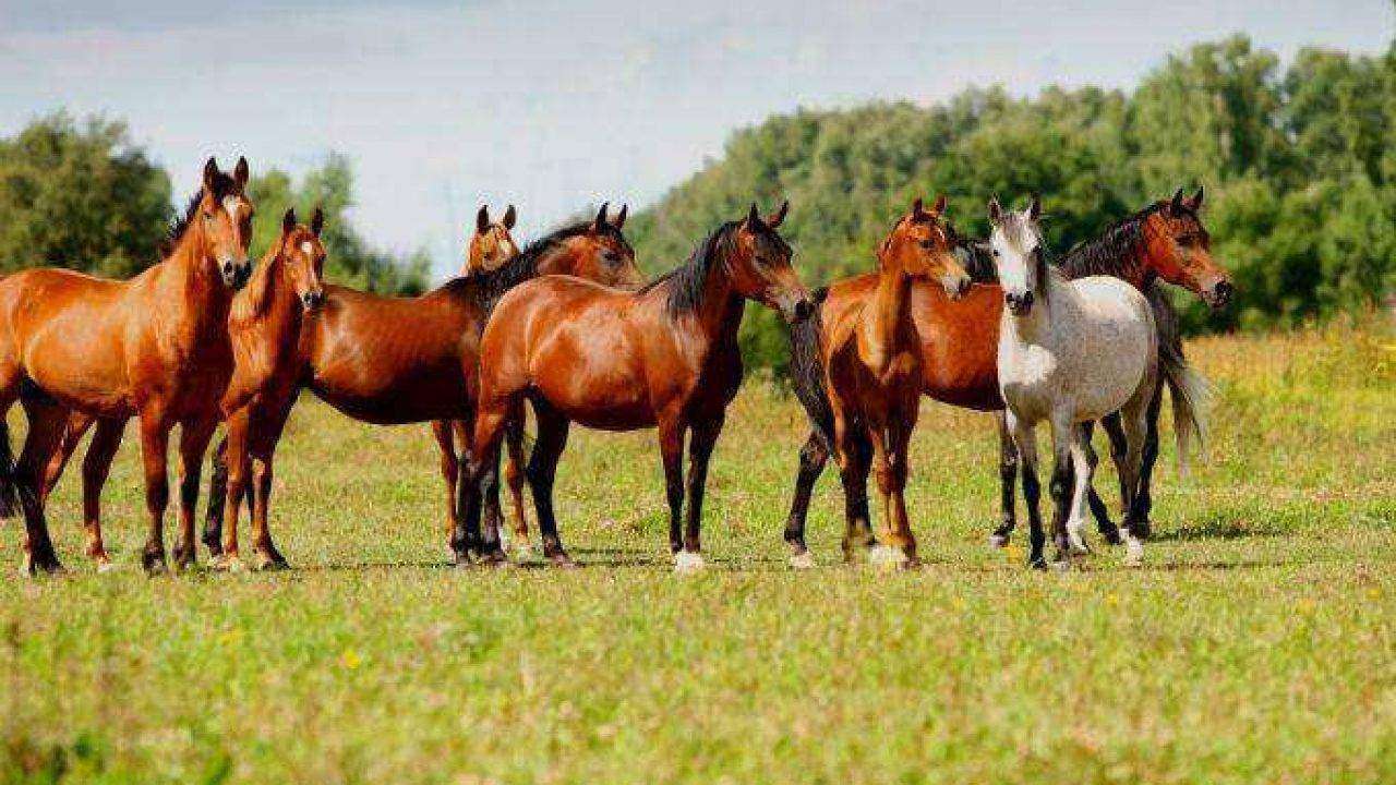 Um cavalo está pulando com um cavaleiro e o número 1 nele