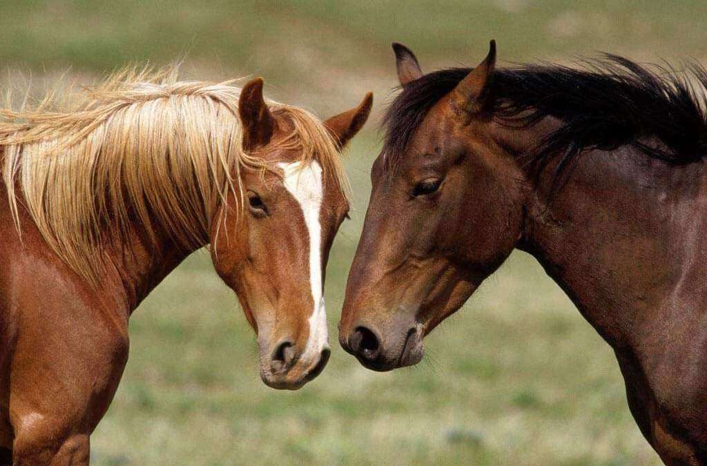 Como cuidar de cavalos: Preparamos um guia completo para vocÃª!