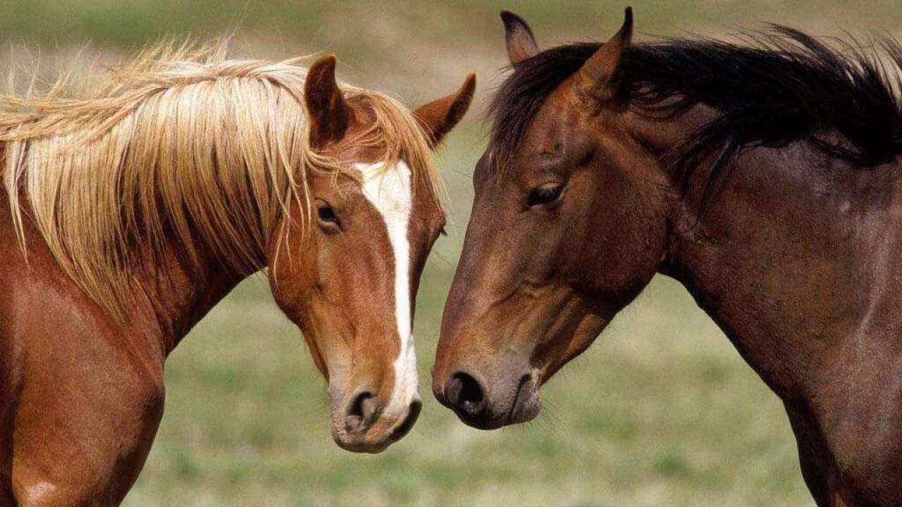 Tétano em cavalos: por que o tratamento correto é fundamental?