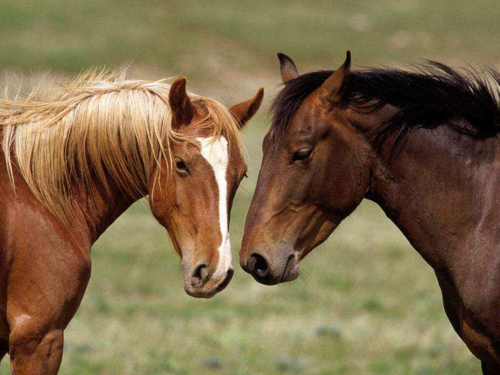 Saiba o que é necessário para ter um cavalo como animal de