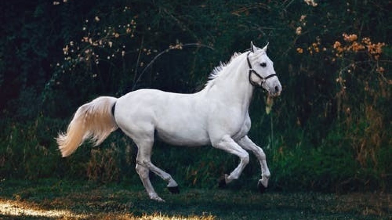 Cavalo saudável, cavalo doente: conheça as características
