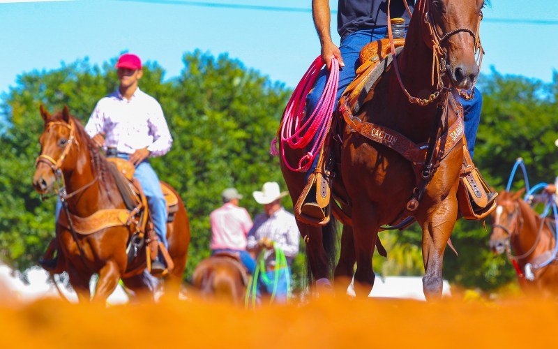 As principais doenças que atacam os cavalos - Blog Agroline