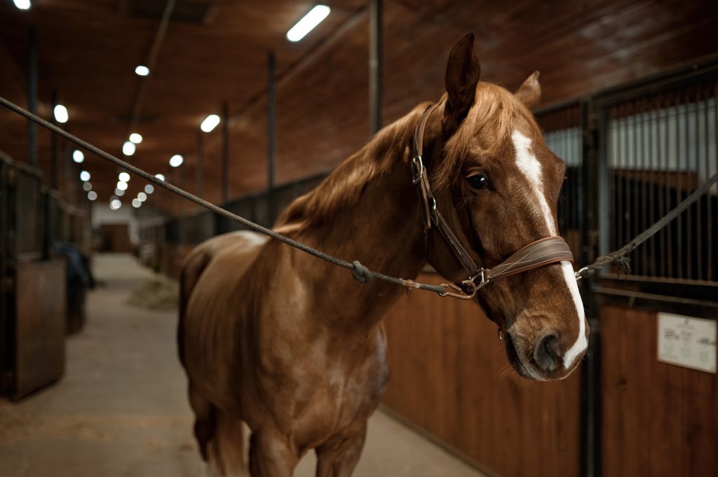 Cavaleira cavalgando em cavalo marrom e pulando a cerca na arena